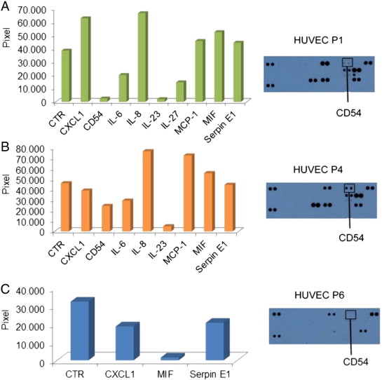 Cytokine proteomic array of HUVEC-conditioned medium. HUVEC conditioned medium ...