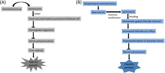 (A) Artemisinin identified from Artemisia annua contains an endoperoxide bridge ...