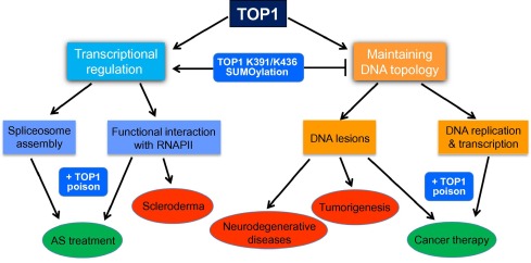 The positive and negative attributes of TOP1 action to human healthSummary ...