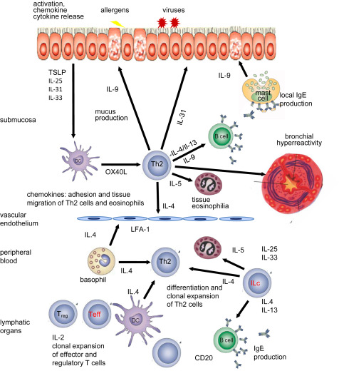 The complex network of type 2 immune response. Activation of the epithelial ...