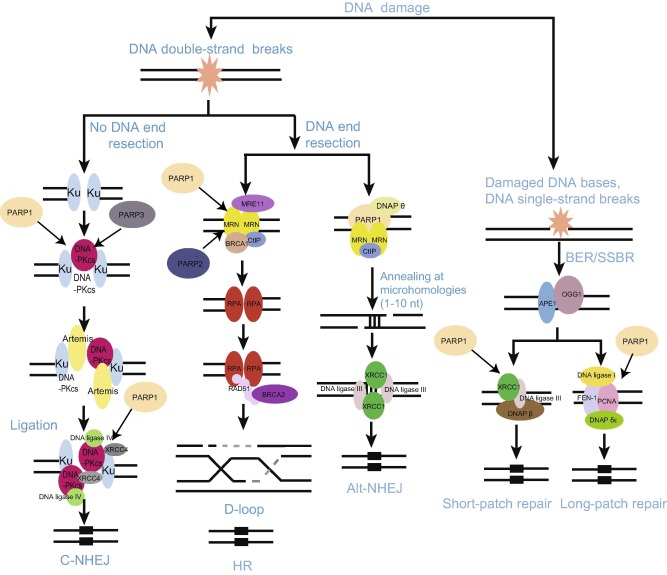 PARylation mediates DNA damage repairThe scheme depicts DNA repair networks ...