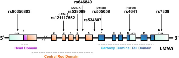 Schematic representation of 12 exons of LMNA. The SNPs identified in our genetic ...