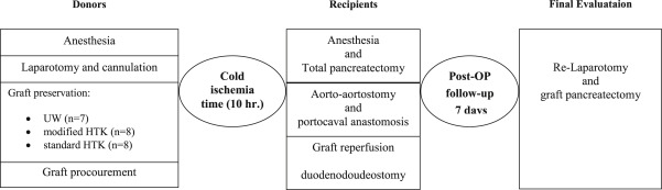Study design from the graft procurement to final evaluation of the transplanted ...