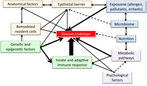 Factors that affect a disease endotype in allergic diseases. For precision ...
