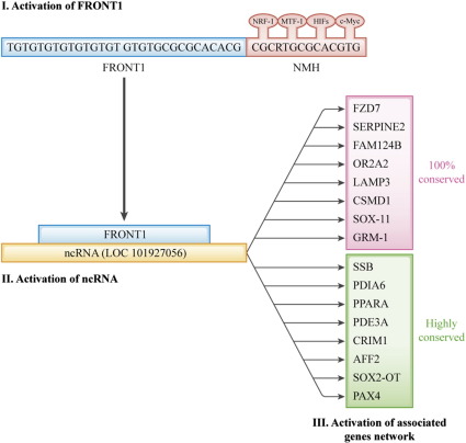 Schematic overview of possible function of ncRNA (101927056) in the regulation ...