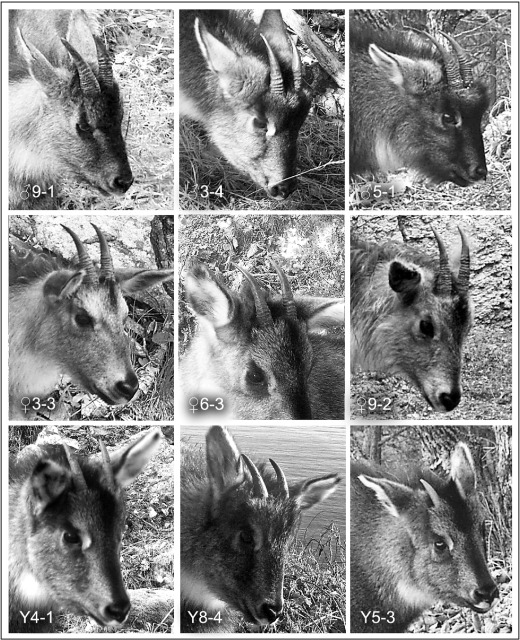 Individual differences in horns of gorals. Males (upper row), females (middle ...