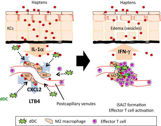 Schematic illustration of DC cluster formation mechanisms. (Left) Haptens induce ...