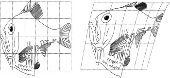 Fish transformations based on Thompson (1992, pp. 1053–1093).