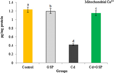 Effects of GSP on Cd-induced changes in hepatic mitochondrial calcium content. ...