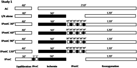 Experimental protocol for Study 1. All groups were equilibrated for 30–40min at ...