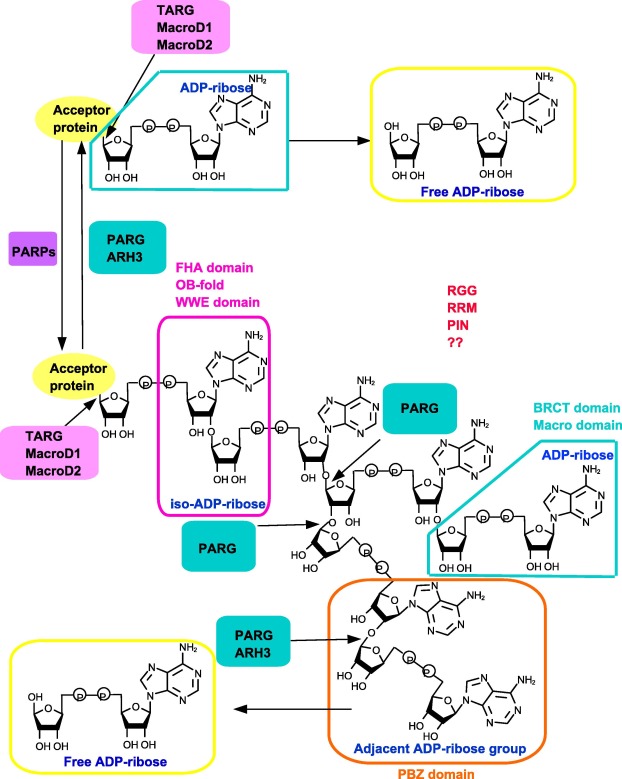 PAR-binding modulesUsing NAD+ as substrate, PARPs can produce PAR chain. For ...