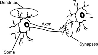 A typical biological neuron.