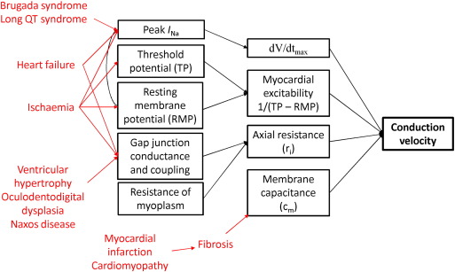 Determinants of conduction velocity, and the effects of different pathological ...