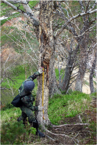 Stone birch (Betula ermanii) with scratching, biting, and scarring from brown ...