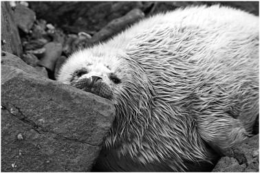Cub of spotted seal (March 1997, Komandorsky archipelago, Bering Island, near ...
