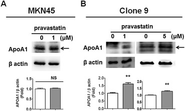 Pravastatin increased apolipoprotein A1 (ApoA1) levels in liver Clone9 cells, ...