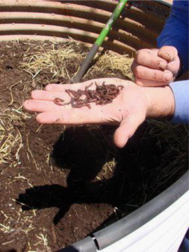 Composting worms at worm farm.