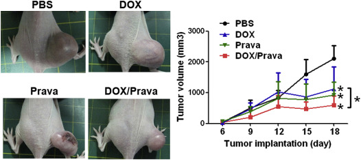 Pravastatin reduced tumor growth and enhanced the inhibitory effect of ...