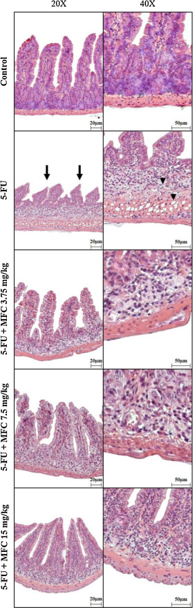 Histological sections of mice duodenum subjected to intestinal mucositis and ...
