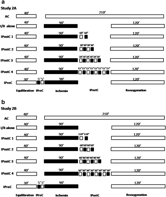 Experimental protocol for Study 2A. All groups were equilibrated for 30–40min at ...
