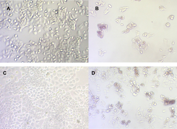 Effect of AT on OSCC-3 cell histomorphology. (A) Control, 24h; (B) treated with ...