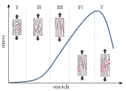 Schematic illustration of fibred soft tissue response to loading, inspired by [94].  (I) Toe region: ECM bears most of the loading, the tissue exhibits low value of practically constant stiffness.   (II) Heel region: Fibres are progressively recruited, the stiffness of the tissue increases in a nonlinear manner.   (III) Linear region: The majority of fibres have been recruited, the tissue has a high value of nearly constant stiffness.  (IV) Progressive fibre failure: Fibres weaken and start to rupture, slightly decreasing the overall stiffness of the tissue.  (V) Complete failure: The majority of fibres have ruptured, the tissue decreases drastically its load-bearing capacity until it completely   fails.