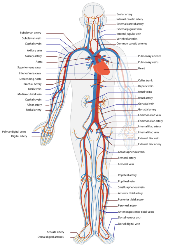 The human circulatory system (simplified). Red indicates oxygenated blood (arterial system), blue indicates deoxygenated (venous system).