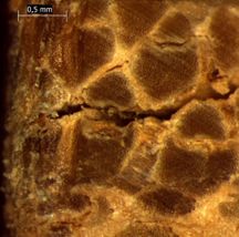 Pozo et al 2018a-image15.jpeg