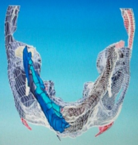 Inferior view of the mandibular bone alignment.