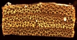 Pozo et al 2018a-image10-c.jpeg