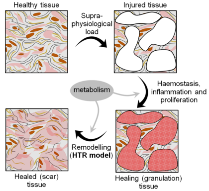 Interpretation of the healing process in a CDM framework and contribution  of the HTR model in this context.