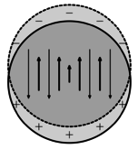 Representaión de una esfera metálica(círculo sólido) con electrones que se desplazan a una misma distancia (flecha corta), ocupando una región desplazada (círculo punteado), produciendo cargas superficiales negativas (arriba) y positivas (abajo). El interior (oscuro) permanece neutral. La polarización (flechas estrechas) y campo eléctrico (flechas anchas) dentro de la esfera se muestran esquemáticamente. Fuente: [14